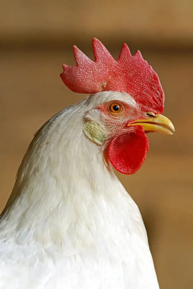 Bílý kohout s červenou hřebínkou v profilu.