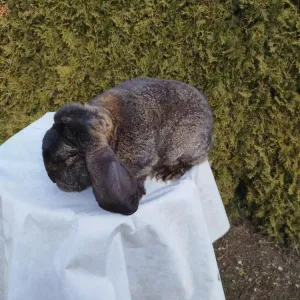 Francouzský beran s dlouhými ušima spí na bílém plátně.