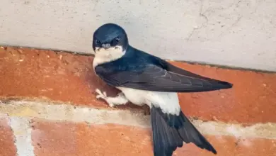 Rorýs obecní sedící na cihlové zdi pod okapem.