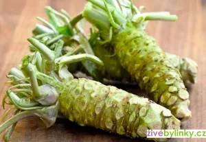 Čerstvé kořeny byliny wasabi s listovými stonky.