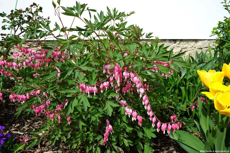 Rostoucí srdcovka Dicentra spectabilis s růžovými květy v zahradním prostředí.