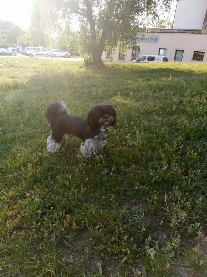 Malý šilh-tzu stojí na trávníku venku za slunečného dne.