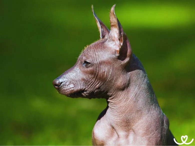 Profil holého psa, vhodný pro alergiky.