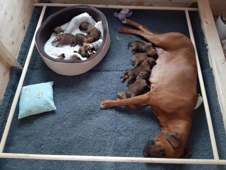 Rhodesianský ridgeback s štěňaty v porodní krabici