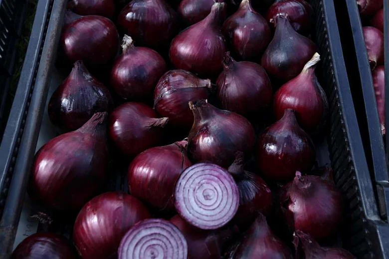 Červené cibule v plastové krabici s jednou nakrájenou.