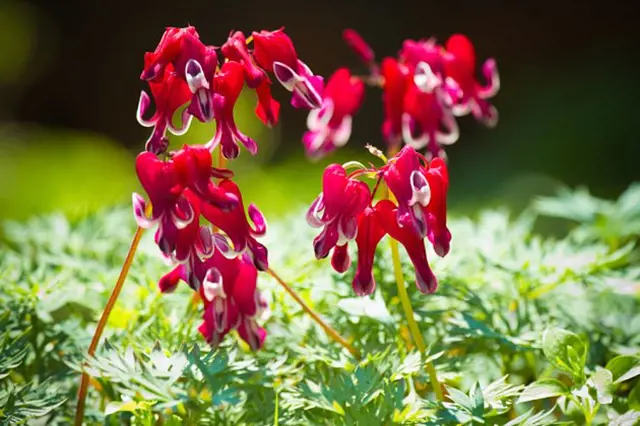 Červené květy srdcovky dicentra spectabilis rostoucí mezi zelenými listy.