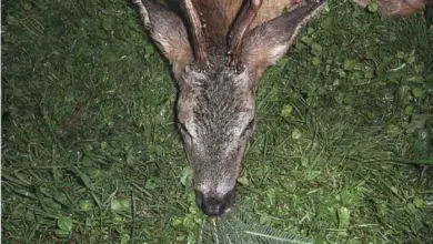 Mužský srnec obecný leží na trávě s viditelnými parohy.