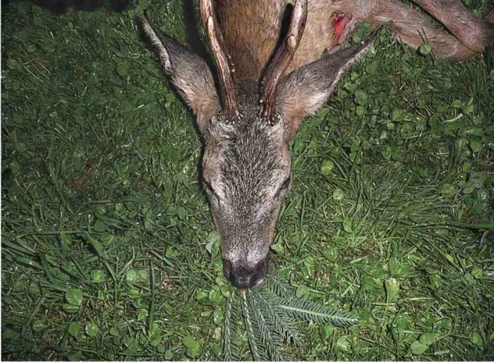 Mužský srnec obecný leží na trávě s viditelnými parohy.