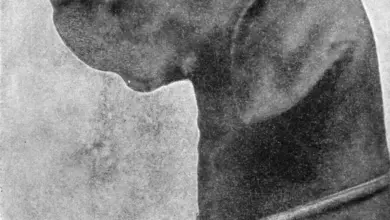 Černobílá fotografie německého ohaře krátkosrstého v profilu.