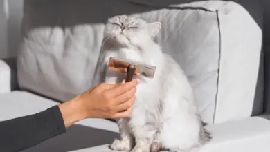 Člověk hřebenem čistí dlouhosrstou bílou kočku na gauči.