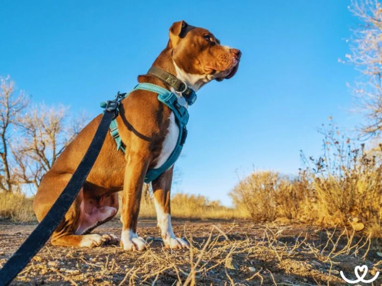 Americký pitbull teriér sedí venku na suché zemi.