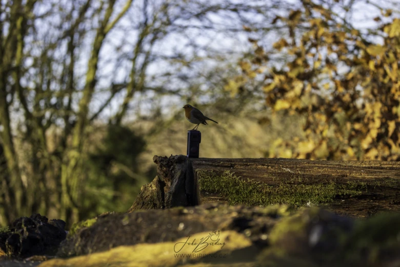 European robin perched on fence post