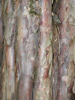 Detail kůry tisového stromu s odlupujícími se šupinami.