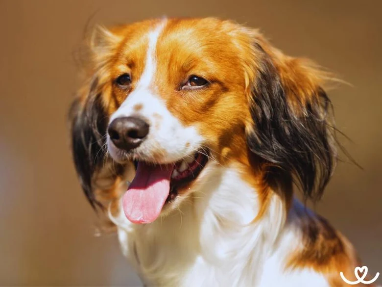 Šťastný kooikerhondje s otevřenou pusou na slunci.