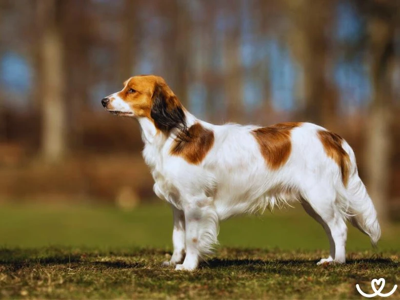 Kooikerhondje pes stojí na trávníku v přírodě.