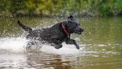 Černý labradorský retriever běží ve vodě s kapkami vody.