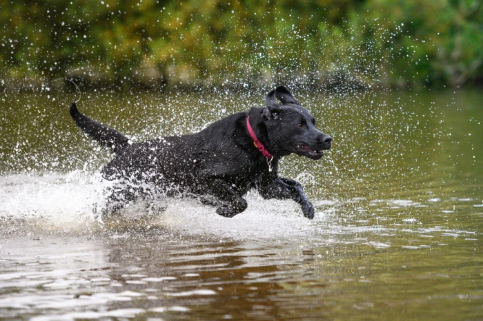 Černý labradorský retriever běží ve vodě s kapkami vody.