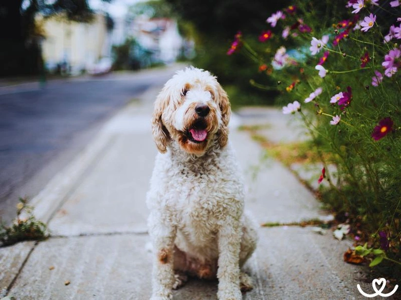 Šťastný goldendoodles sedí na chodníku vedle květin.