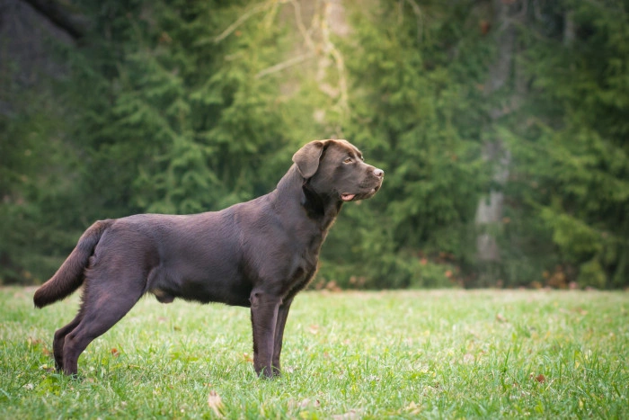 Hnědý labradorský retriever stojí na trávníku před lesním pozadím.