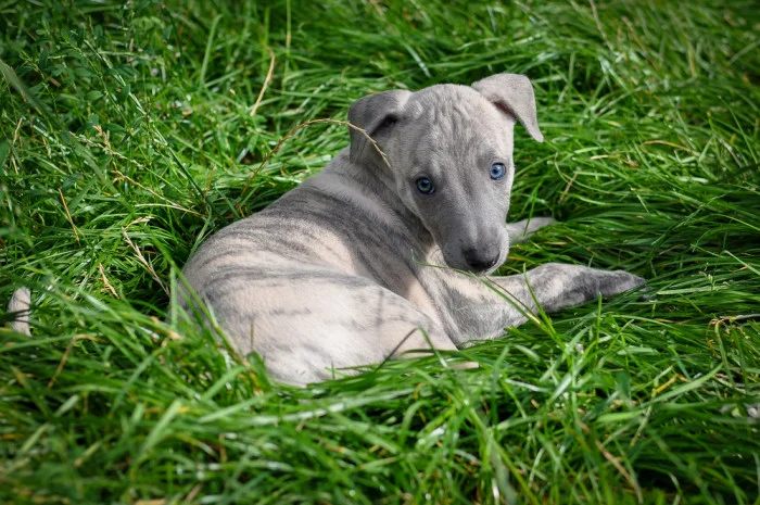 Mladý šedý pes plemene whippet leží na trávě.
