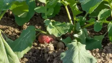 Červené ředkvičky rostoucí v zahradní půdě s listy.