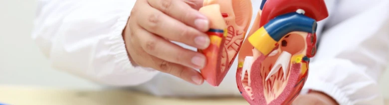 Anatomický model srdce v rukou lékaře pro vysvětlení kachexie.