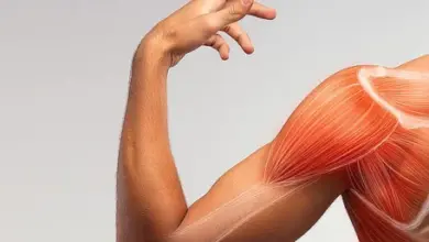 Human shoulder anatomy