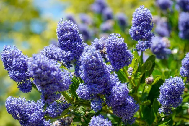 Blue flowering plant clusters