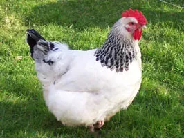 Sassex chicken on grass