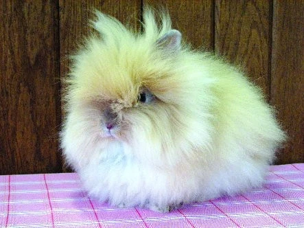 Fluffy králík Teddy sedící na růžovém pruhovaném povrchu.