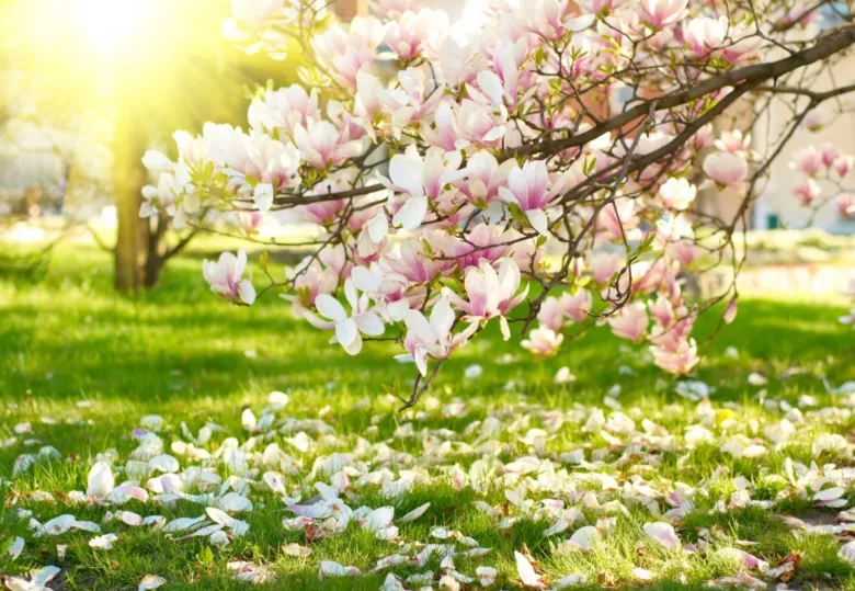 Rozkvetlá magnolie s květy na trávníku v zahradě.