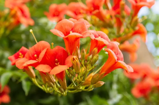 Jasné oranžové květy trubače Campsis radicans v plném rozkvětu.