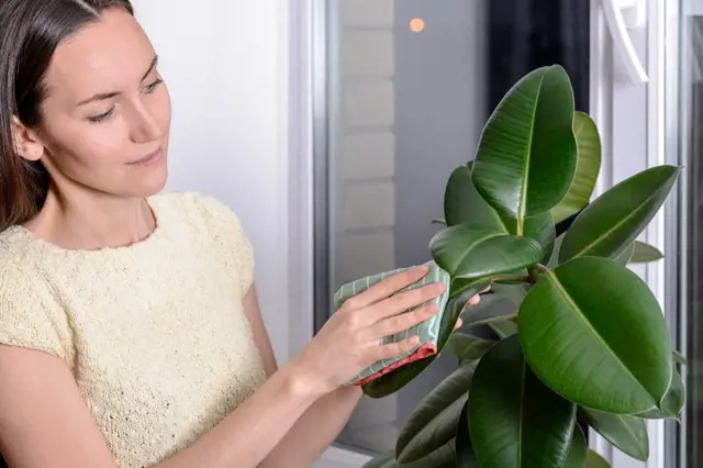 Žena čistí listy fíkusu vlhkou houbičkou u okna.