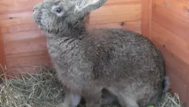 Velký belgický králík sedí v dřevěném výběhu s senem.