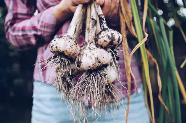 Harvested garlic bulbs