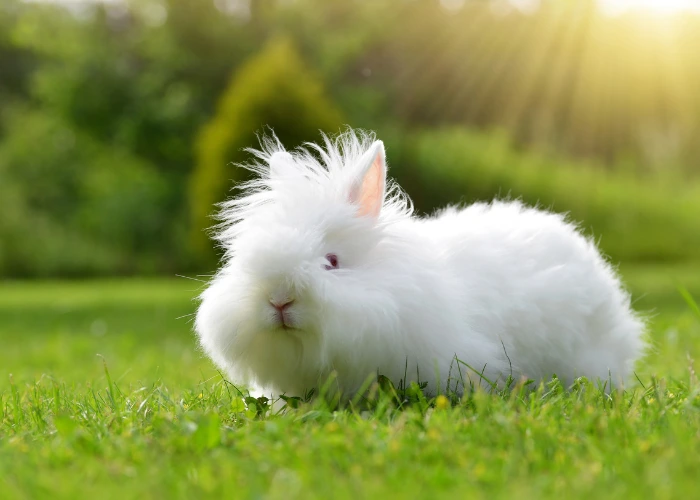 Bílý králík Teddy sedí na zelené trávě.