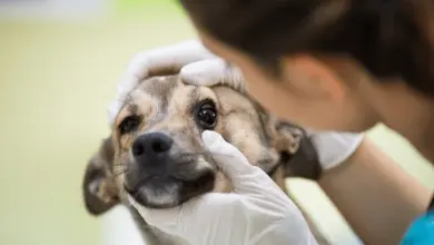 Veterinář zkoumá oči psa při vyšetření v ordinaci.