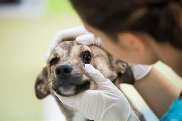 Veterinář zkoumá oči psa při vyšetření v ordinaci.