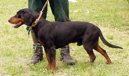 Slovak cuvac dog on grass