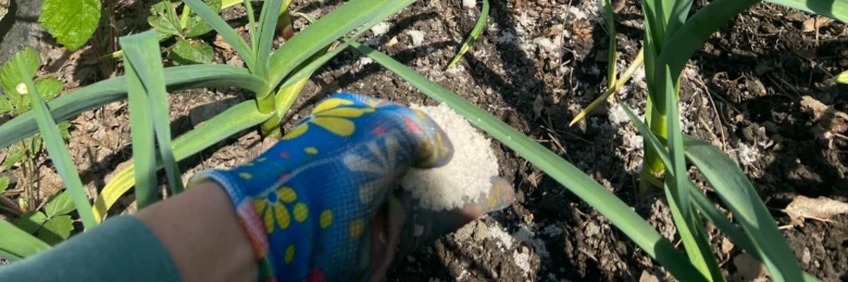 Ruka v rukavici hnojí česnek bílým granulovaným hnojivem.