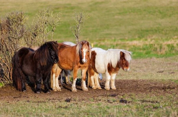 Malá hejna shetlandských ponyho stojí v poli.