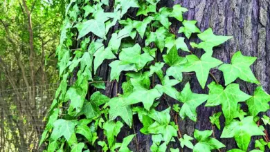English ivy on tree trunk