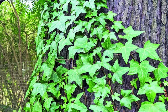 English ivy on tree trunk