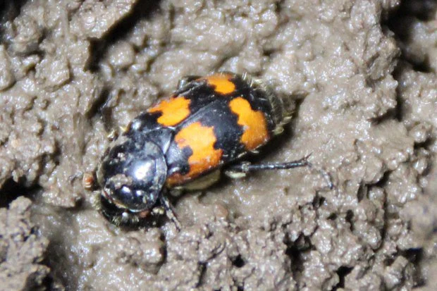 Černý hrobařík obecný s oranžovými skvrnami na zemi.