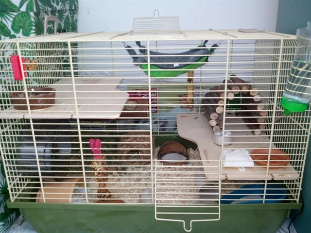 Prostorná klec pro hlodavce s více úrovněmi a doplňky.