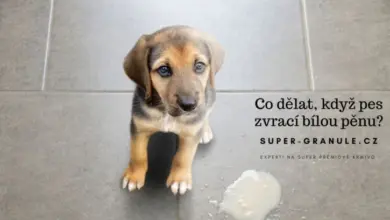 Mladý pes stojí vedle bílého zvracení na dlažbě.