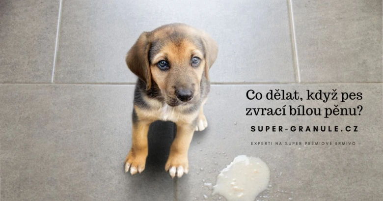 Mladý pes stojí vedle bílého zvracení na dlažbě.