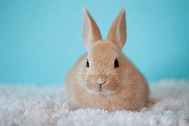 Měkký hnědý králík Teddy sedí na bílém povrchu.