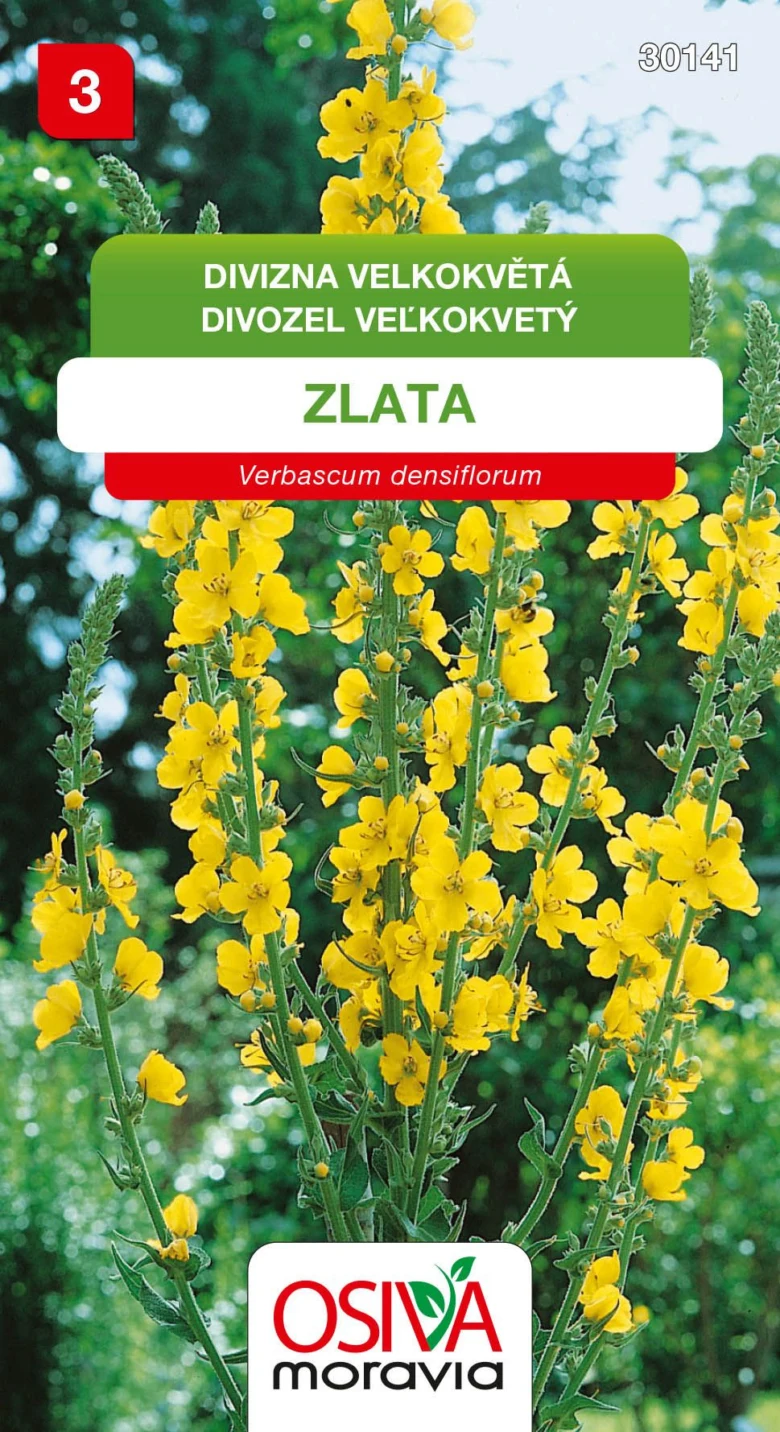 Žluté květy divizny na zeleném pozadí s českým nápisem.