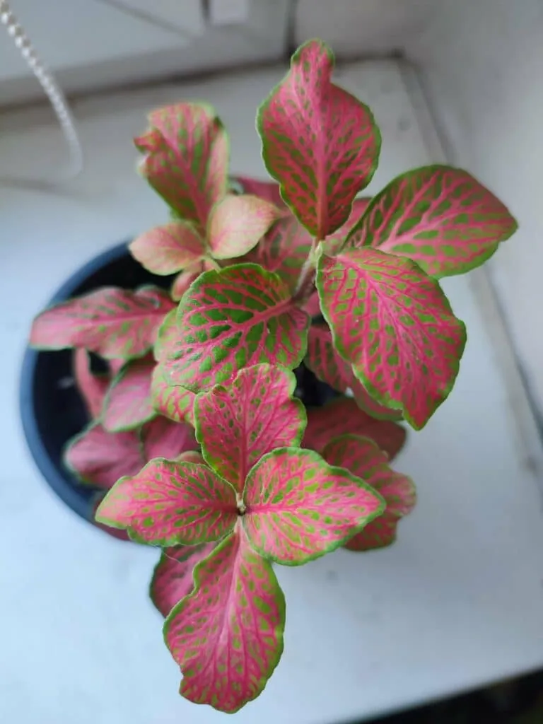 Fittonia plant with pink and green leaves